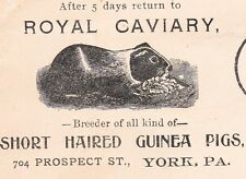 Royal caviary guinea for sale  Grand Rapids