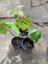 Sycamore maplesaplings pot for sale  CLITHEROE