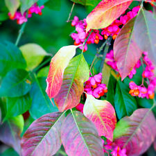 Spindle tree 4ft for sale  NEWTOWNARDS