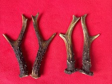 Pairs fancy roe for sale Pairs fancy roe for sale  DUNDEE