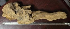 Driftwood aquariums fish for sale  Shamokin