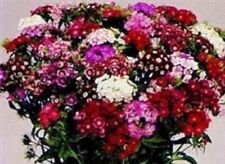 Sweet william mini for sale  SWANLEY