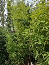 Large bamboo tall...private for sale  WELWYN GARDEN CITY