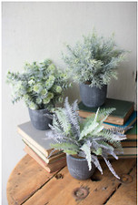 Set three ferns for sale  Los Angeles
