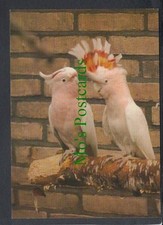 Birds postcard major for sale  WATERLOOVILLE