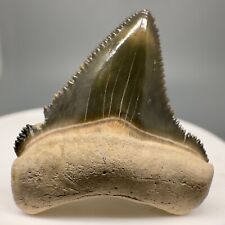 Verde, Grande Serrações 1,26" Fóssil CHUBUTENSIS Dente de Tubarão - Bone Valley, FL comprar usado  Enviando para Brazil
