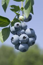 Brigitta blueberry potted for sale  KING'S LYNN