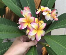 Plumeria cuttings white for sale  New Orleans