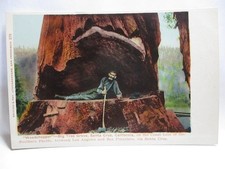 1900 postcard woodchipper for sale  Johnstown
