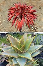 Aloe mitriformis select for sale  San Diego