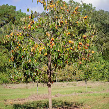persimmon fruit tree for sale persimmon fruit tree for sale Denver
