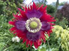 Papaver drama queen for sale  San Francisco