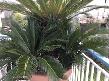 Cycas femmina fiore usato  Pagani