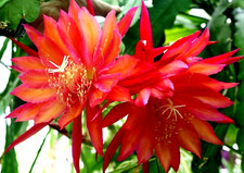 Epiphyllum blattkaktus coral gebraucht kaufen  Deutschland