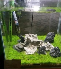 Semi per acquario usato  Italia
