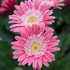 Gerbera sweet memories for sale  LLANDYSUL