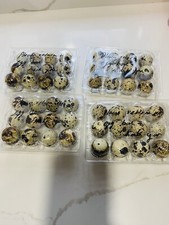 Edible quail eggs for sale  BOLTON