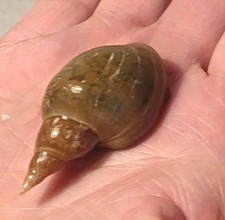 Lumaca specie grande usato  Italia