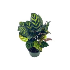 Calathea makoyana peacock for sale  Apopka