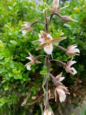 epipactis gebraucht kaufen epipactis gebraucht kaufen Trebsen