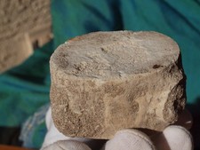Fossilized mosasaurus dinosaur for sale  Tucson