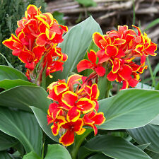 Semi canna indica usato  Trappeto