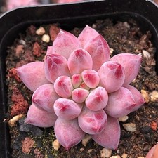 Echeveria goldfish hime for sale Echeveria goldfish hime for sale  BEXHILL-ON-SEA