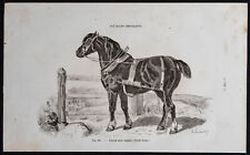 1882 cheval noir d'occasion  Gy