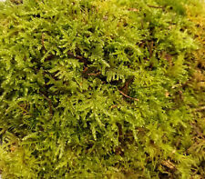 Live natural green for sale  LONDON
