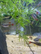 Guppy grass weed for sale  HUNSTANTON