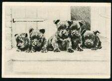 Scottish terrier puppies for sale  COLEFORD