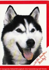 Polarhund schlittenhund husky gebraucht kaufen  Deutschland