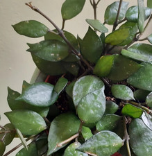 Hoya krohniana black for sale  RAMSGATE