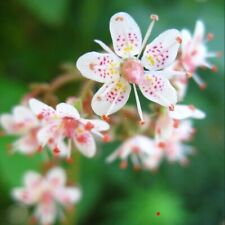 London pride flowering for sale  BARGOED