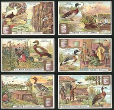 Sammelbilder liebig serie gebraucht kaufen  Berlin
