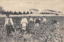 Cpa beziers vendange d'occasion  Claira