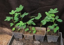 mimosa tree for sale  Rochester