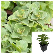 Coleus caninus scaredy for sale  Modesto