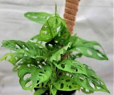 Monstera adansonii philodendro for sale  Reseda