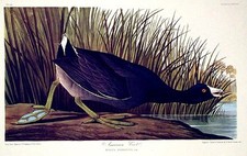 John james audubon for sale  New York