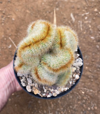 Cleistocactus parapetiensis cr usato  Menfi