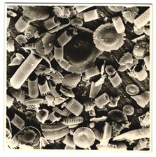 Fotografie fossile kieselalgen gebraucht kaufen  Berlin