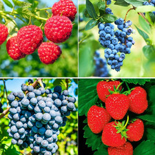 1000 mixed fruit for sale  Bedford