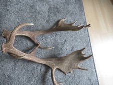 Damhirsch abwurfstangen 2stüc gebraucht kaufen  Traunstein