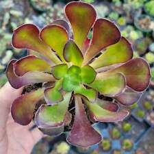 Aeonium voodoo giant for sale  Morgan Hill