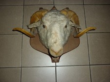 Tête bélier taxidermie d'occasion  Faches-Thumesnil