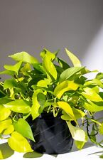 Neon pothos plant for sale  Ireland