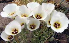 Calochortus nuttallii sego for sale  San Francisco