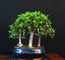 Bonsai chinesische ulme gebraucht kaufen  Bielefeld