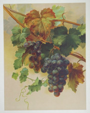 Vigne lithographie originale d'occasion Vigne lithographie originale d'occasion  Paris XVIII